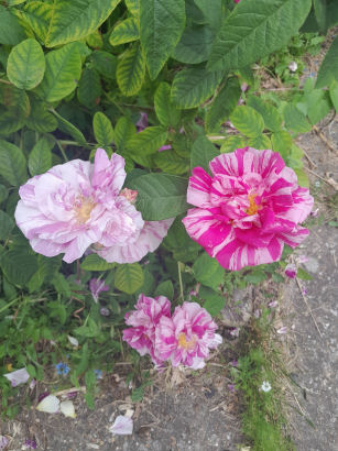 flowers